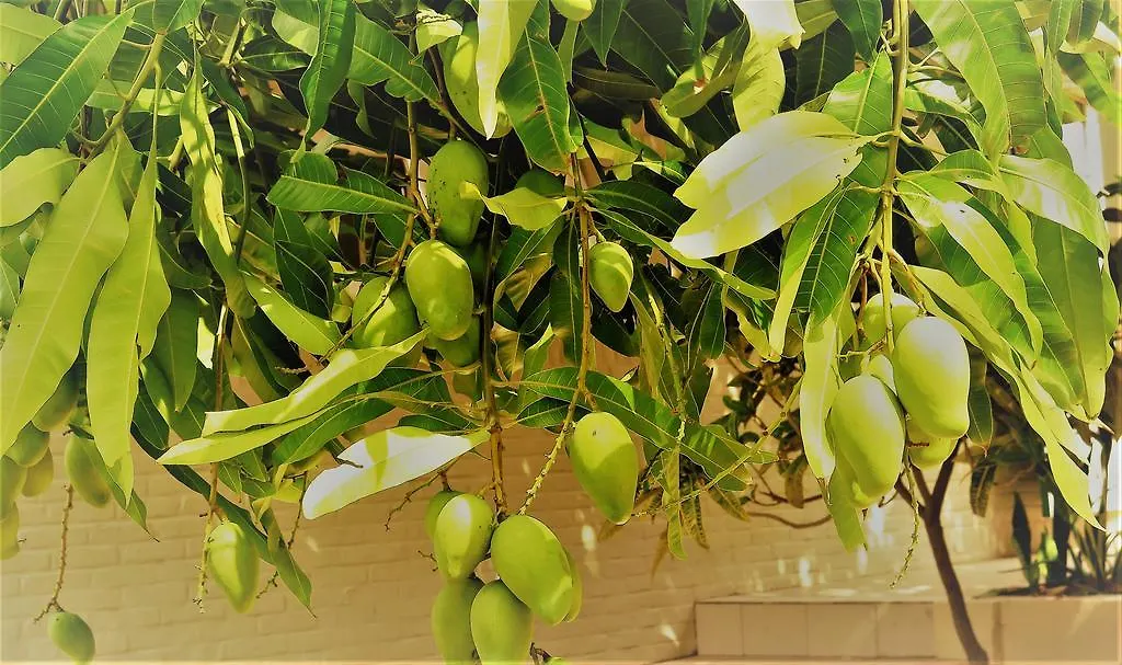 בקתה וילמסטאד Casa Mango Lodge
